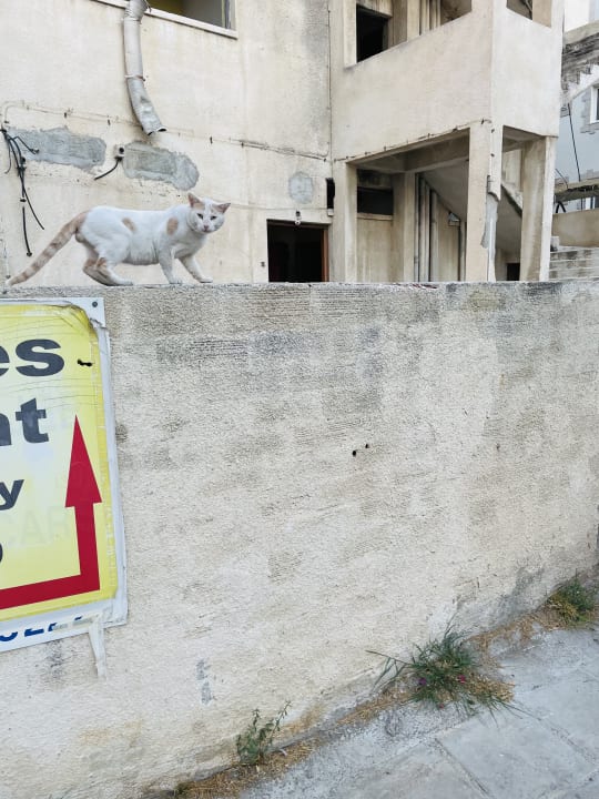 Ausblick Best Western Plus Larco Hotel