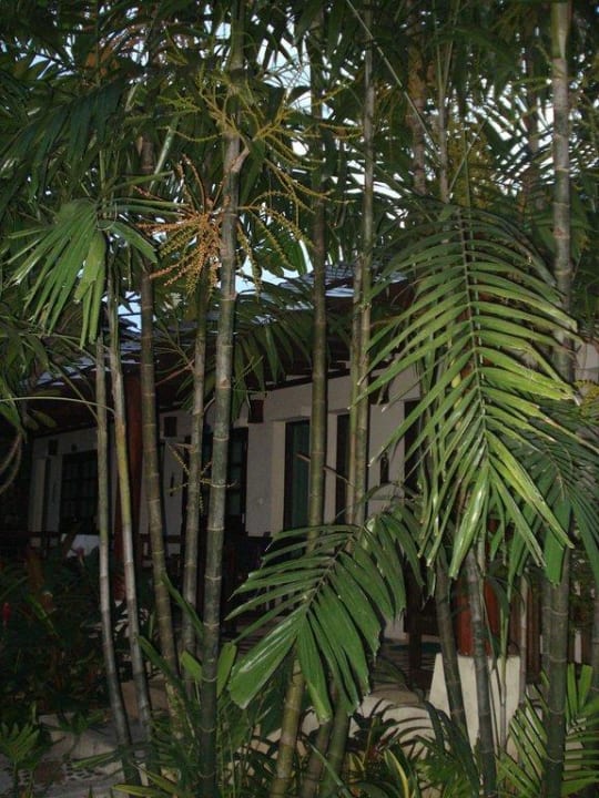 Superior Bungalow Hotel Baan Chaweng Beach Resort & Spa