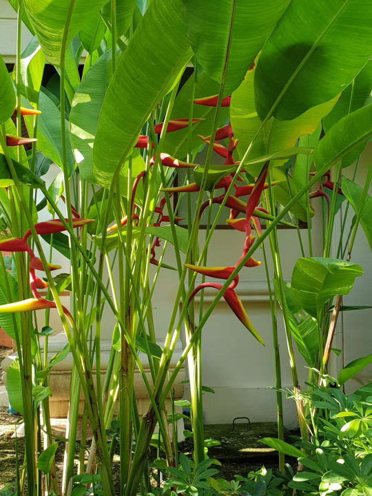 Gartenanlage Santiburi Koh Samui