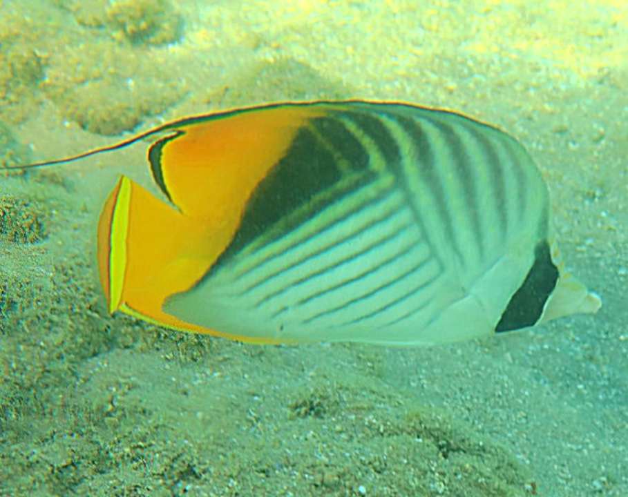 Strand Pickalbatros Palace Resort