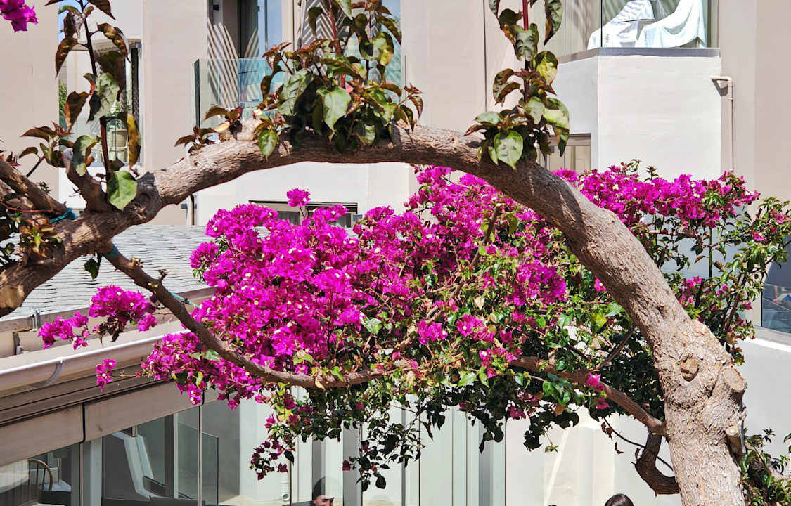 Gartenanlage Nefeli Hotel Rethymno