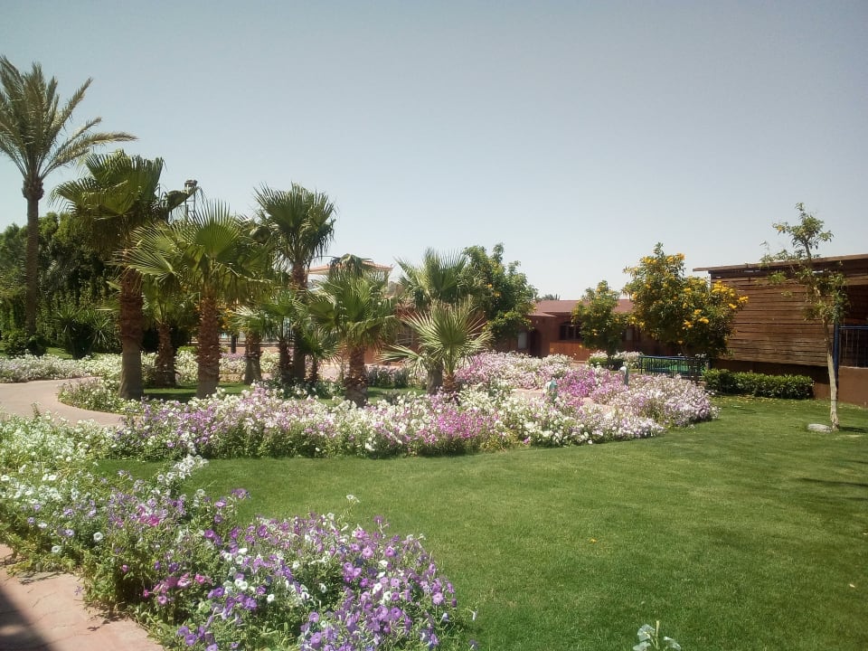 Gartenanlage Desert Rose