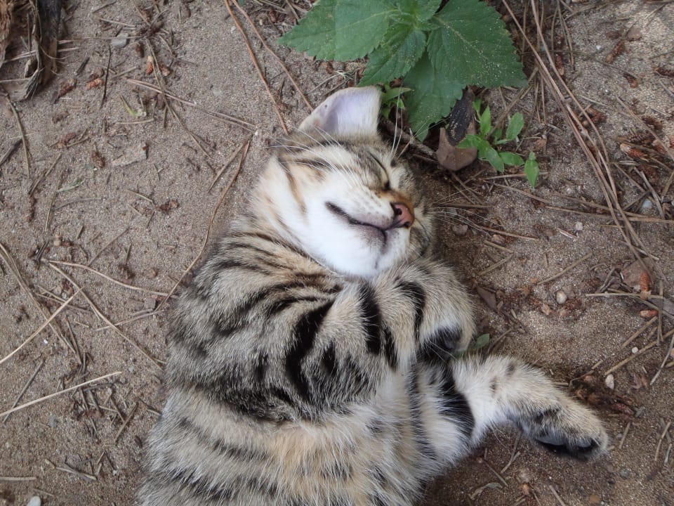 Clubkatzen beim Adult Pool bitte füttern Asteria Family Belek