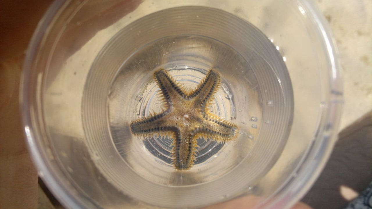 Seestern Akrathos Beach Hotel