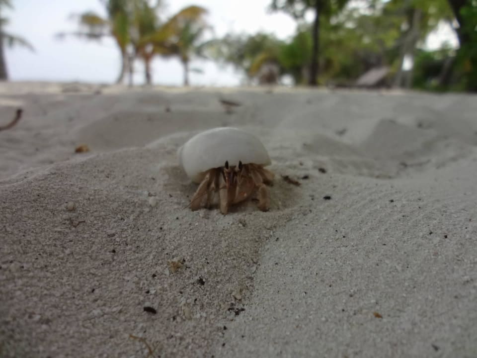 O-Resort Kuredu Island Resort & Spa