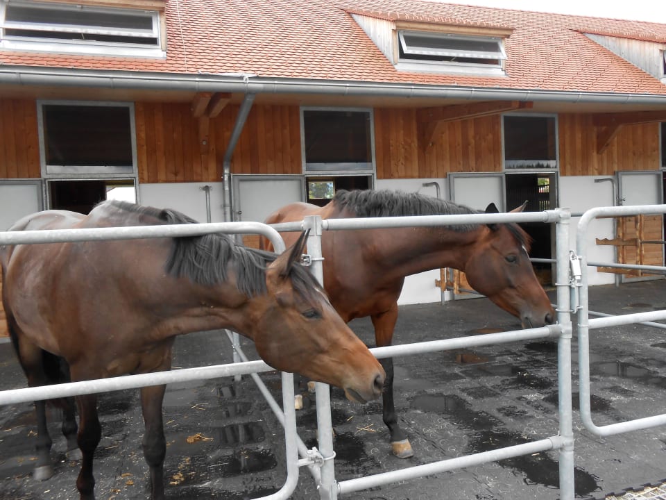Reitstall mit Pferden G'Schlössl Murtal