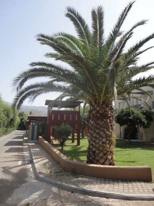 Ogród allsun Hotel Malia Beach