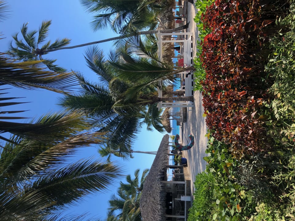 Gartenanlage Catalonia Royal La Romana - Adults only