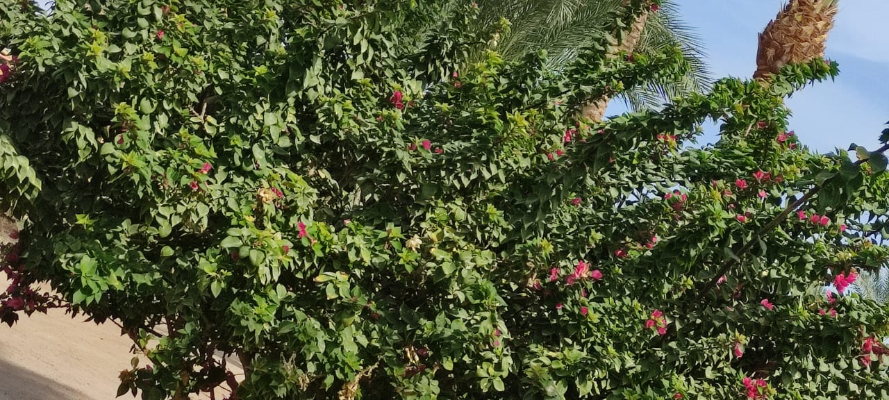 Gartenanlage Giftun Azur Resort