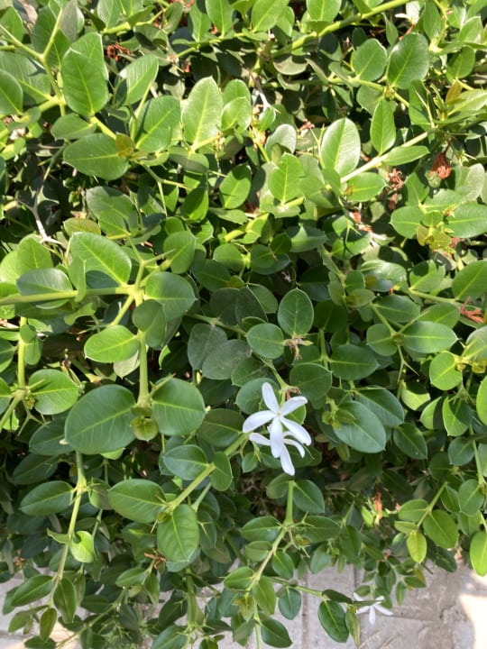 Gartenanlage Seaden Sea World Resort & Spa