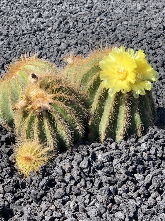 Garten SBH Costa Calma Beach Resort