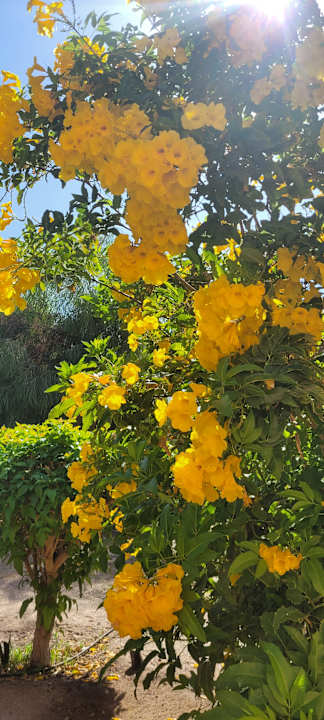 Außenansicht Mövenpick Resort & Spa El Gouna