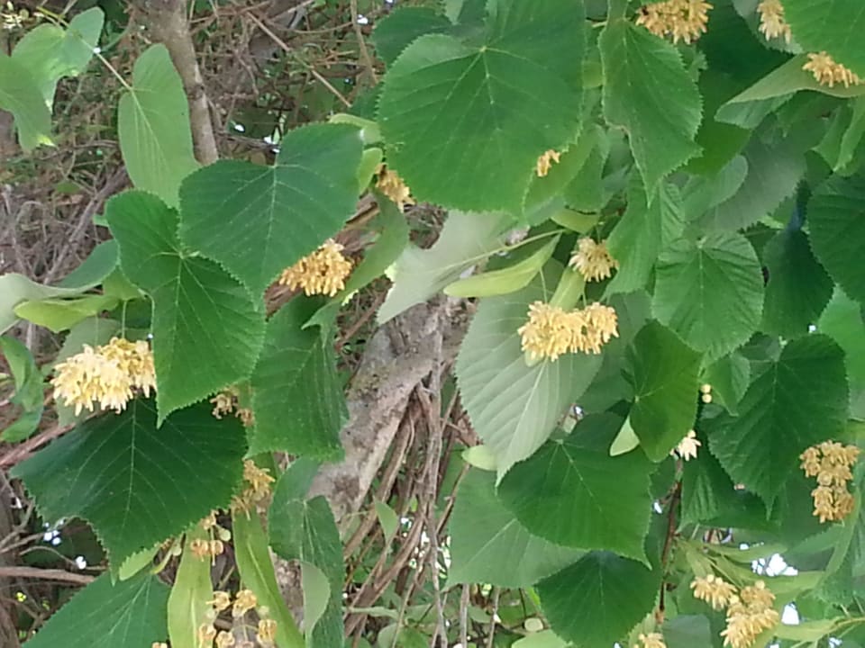 Pięknie pachnące krzewy i drzewa AluaSoul Zakynthos - Adults only