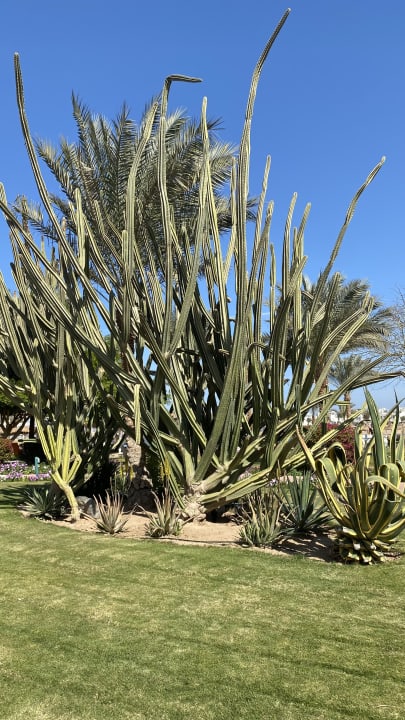 Gartenanlage Desert Rose