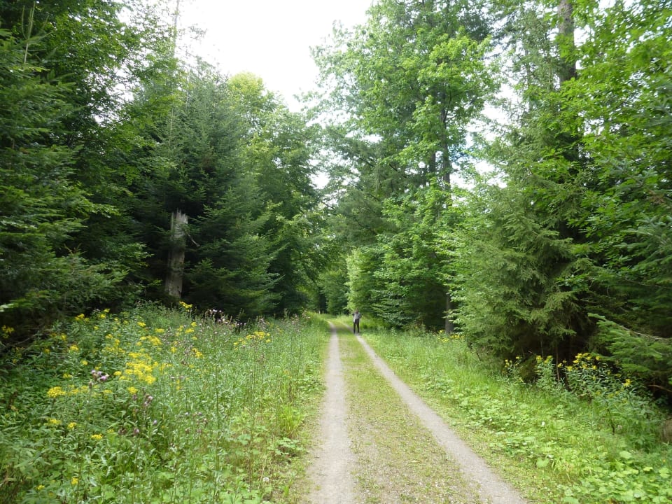 Spazierweg direkt vorm Hotel Nationalpark - Hotel Waldsägmühle