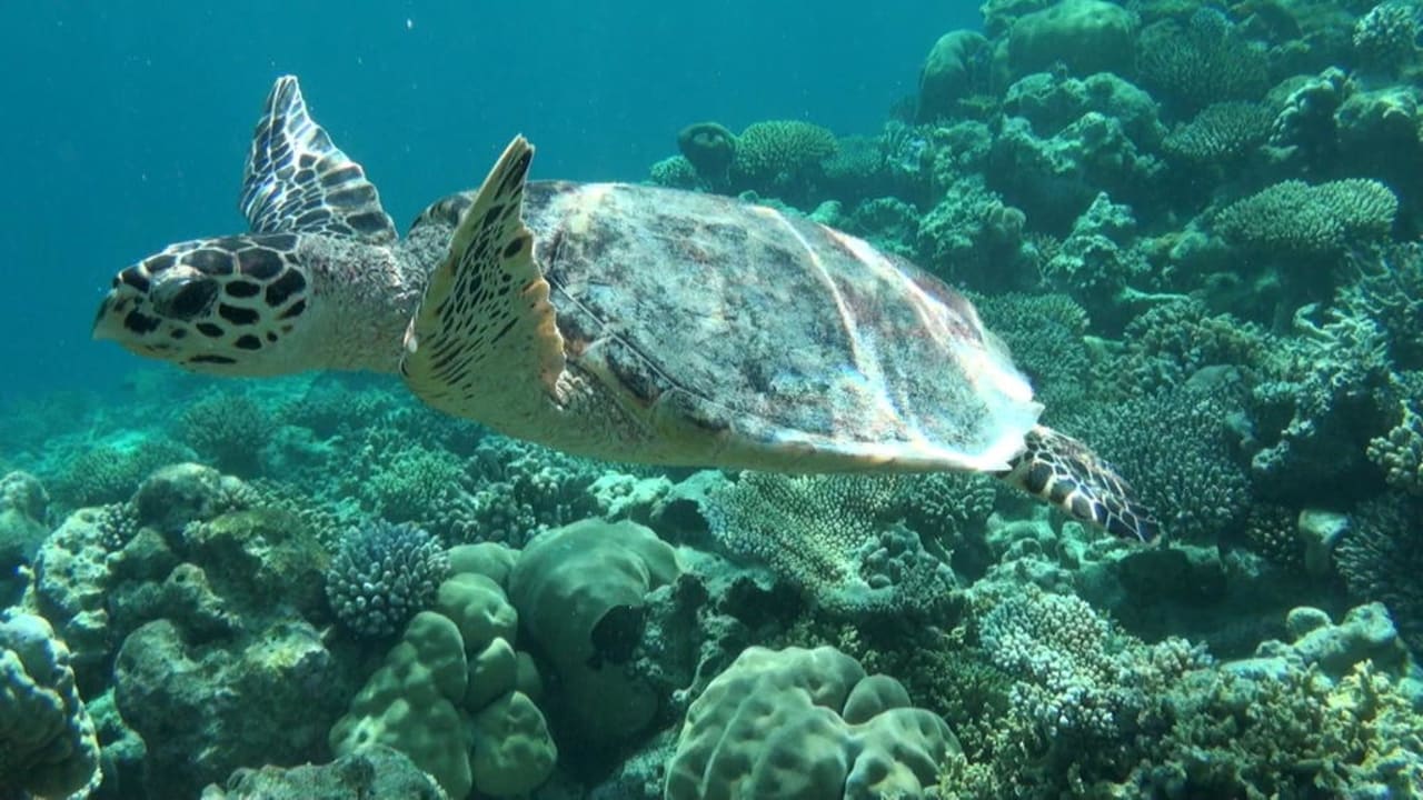 Schildkröte Eri Maldives