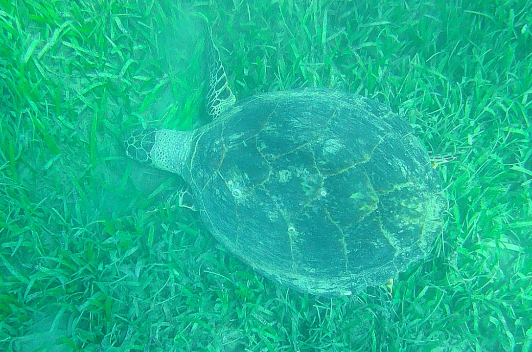 Strand Imperial Shams Abu Soma