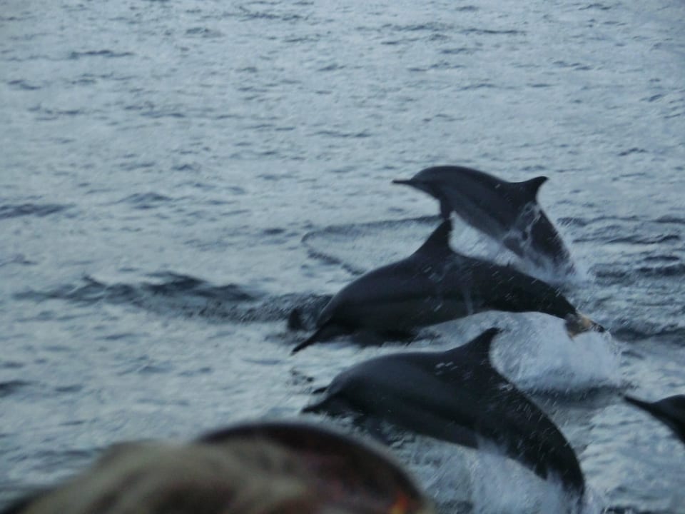 Sunset-Cruise Delphine vom Boot aus Kuramathi Maldives