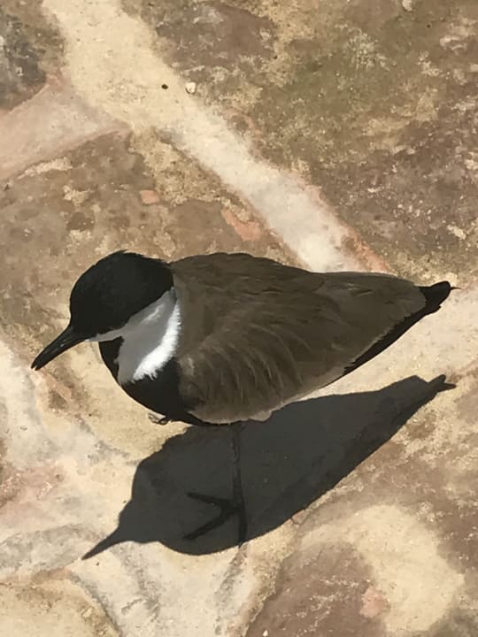 Sonstiges Steigenberger Coraya Beach - Adults only