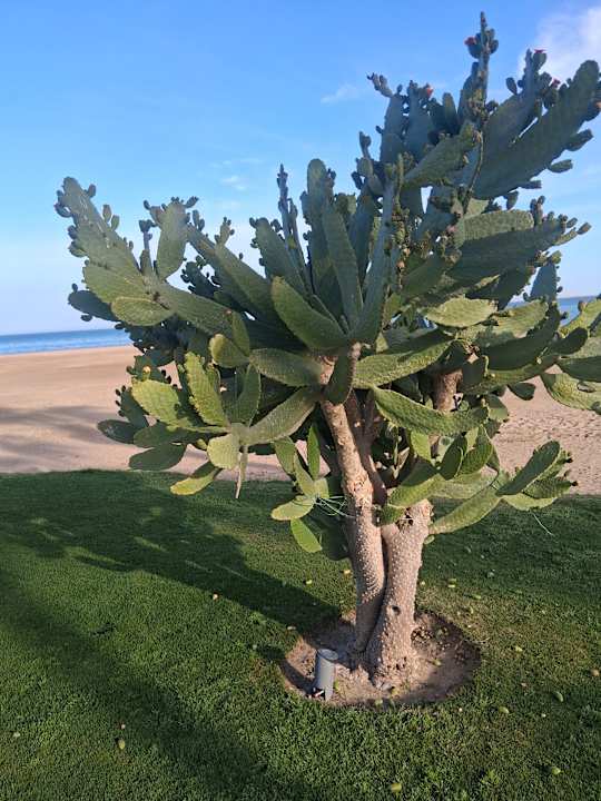 Gartenanlage Shams Prestige Abu Soma-Adults Only