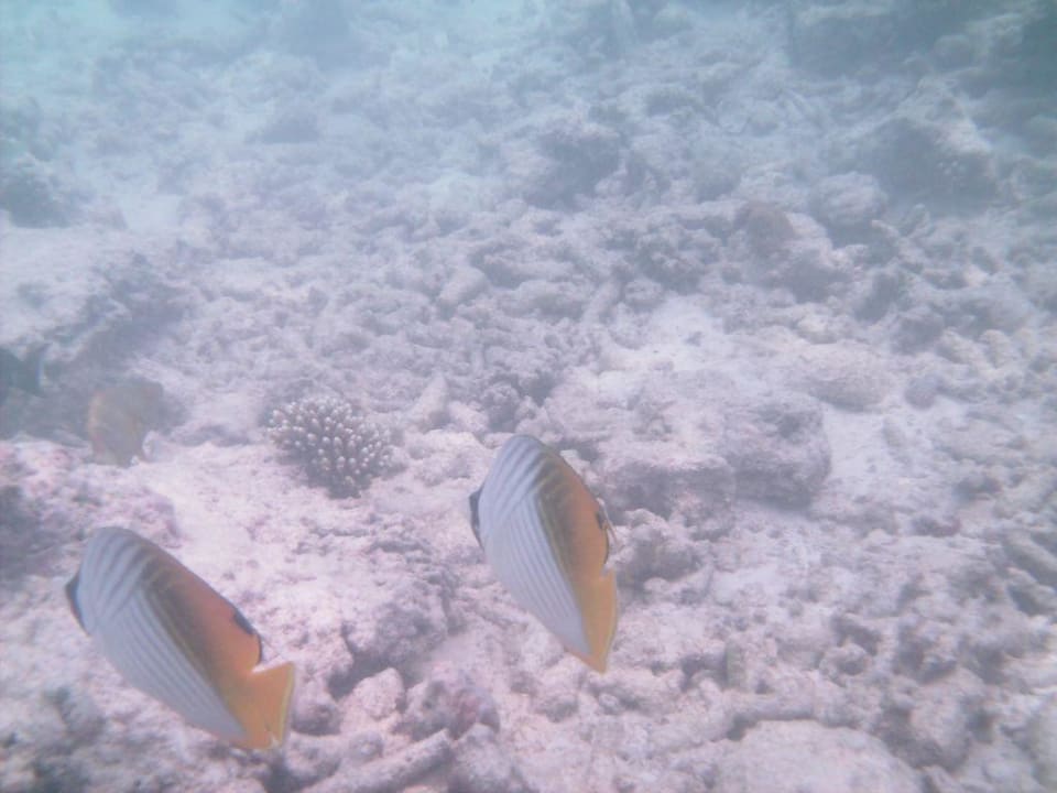 Buntes Duett Summer Island Maldives