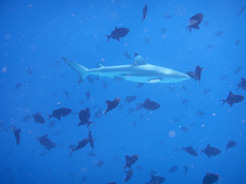 Schwarzspitzenriffhai beim schnorcheln Kuramathi Maldives