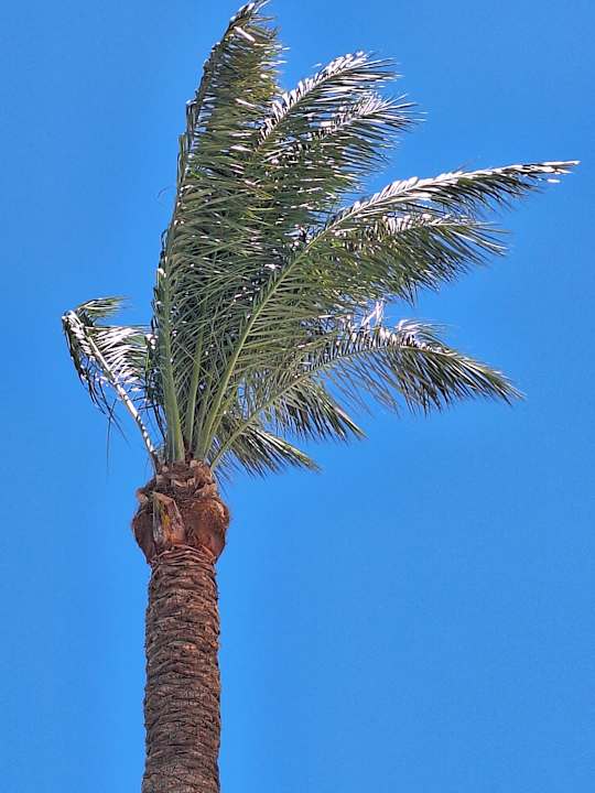 Gartenanlage Continental Hotel Hurghada
