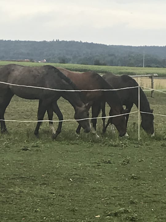 Sport & Freizeit Fränkischer Ferienhof Joas
