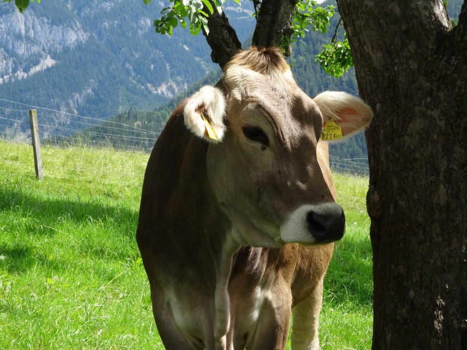 Urlaub am Bauernhof - Kuh Linharterhof Urlaub am Bauernhof