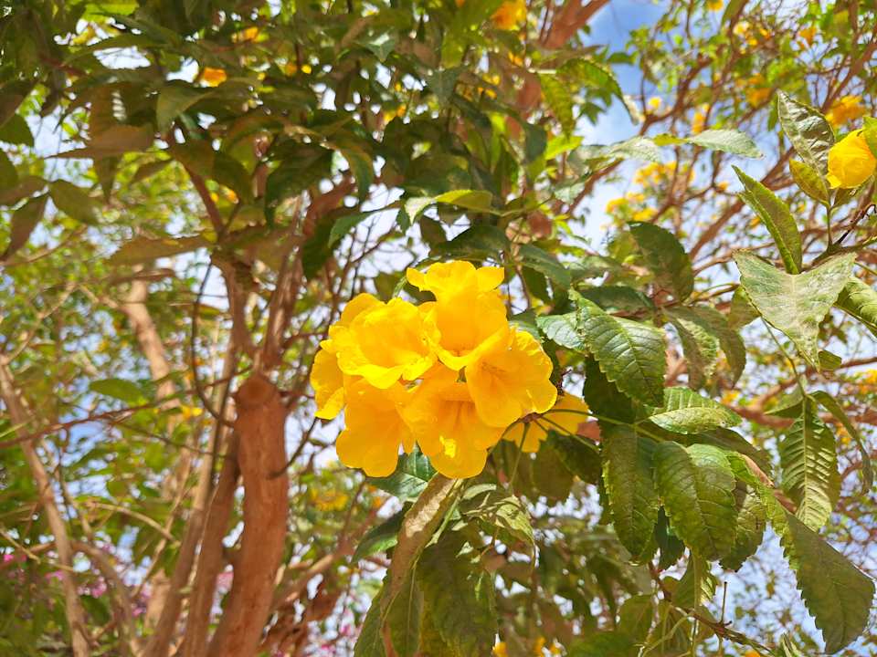 Gartenanlage Desert Rose