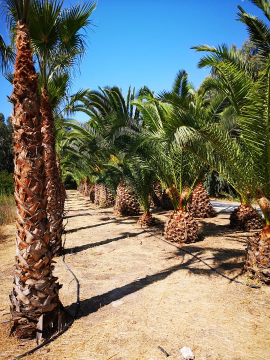 Garten Caravia Beach Hotel