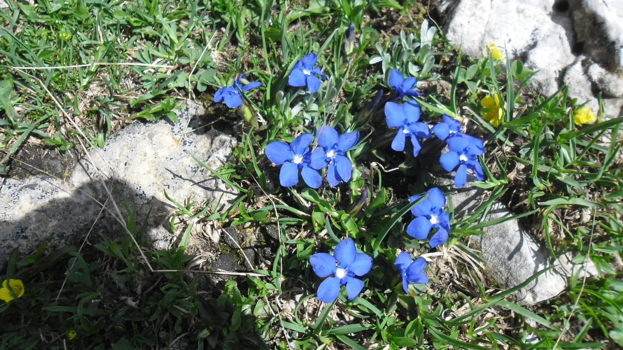 Blumen ohne Ende auf der Seiser Alm Hotel Paradiso