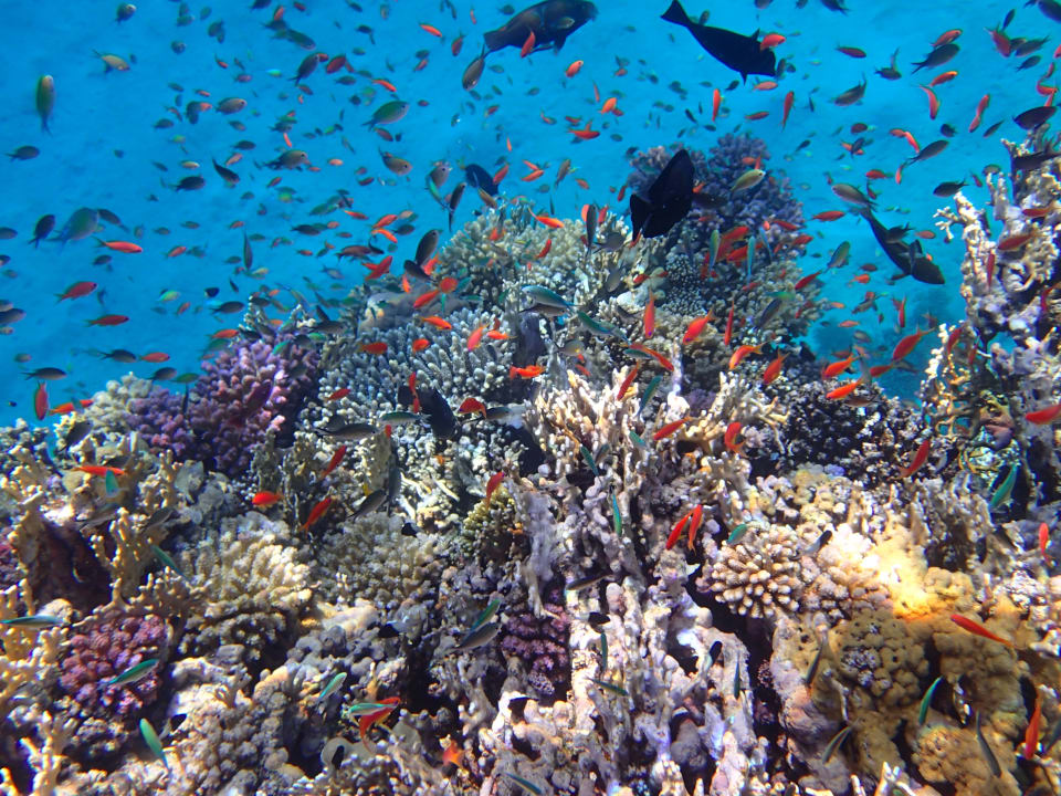 Strand Hotel Gorgonia Beach Resort