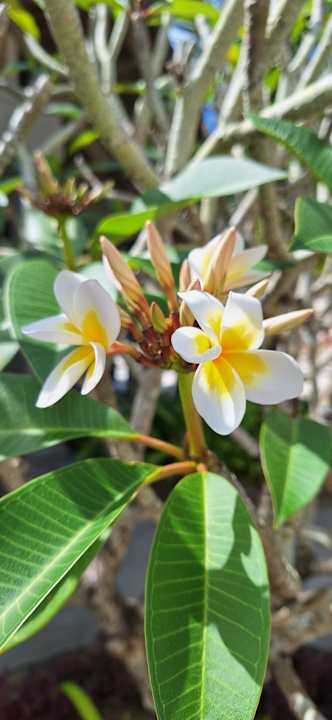 Gartenanlage Lagoon Attitude - Adults only