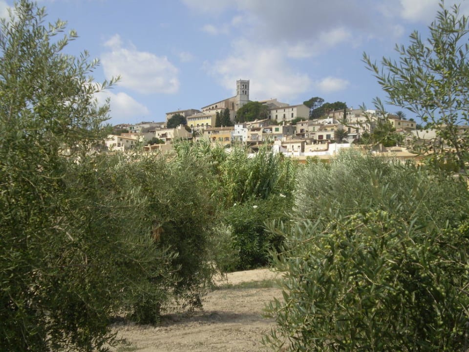 Von den Olivenbäumen den Blick auf Selva Hort de Cas Missèr