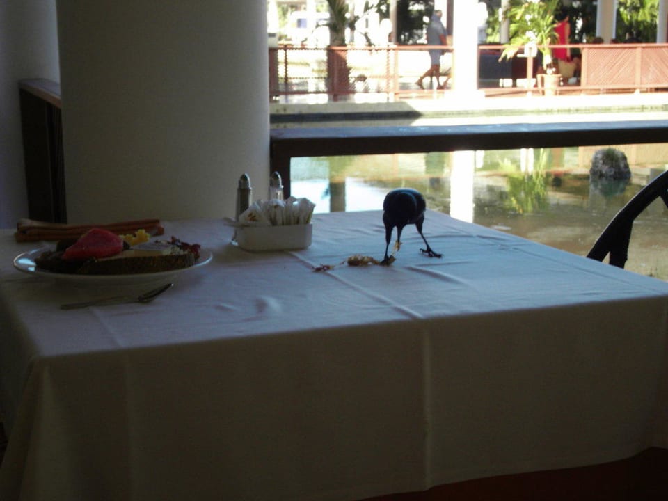 Wenn man auf sein Essen nicht aufpasst Catalonia Punta Cana - All Inclusive