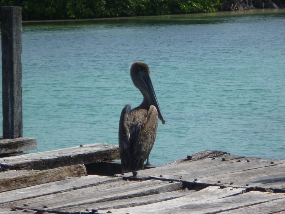 Pelikan Bahia Principe Luxury Akumal