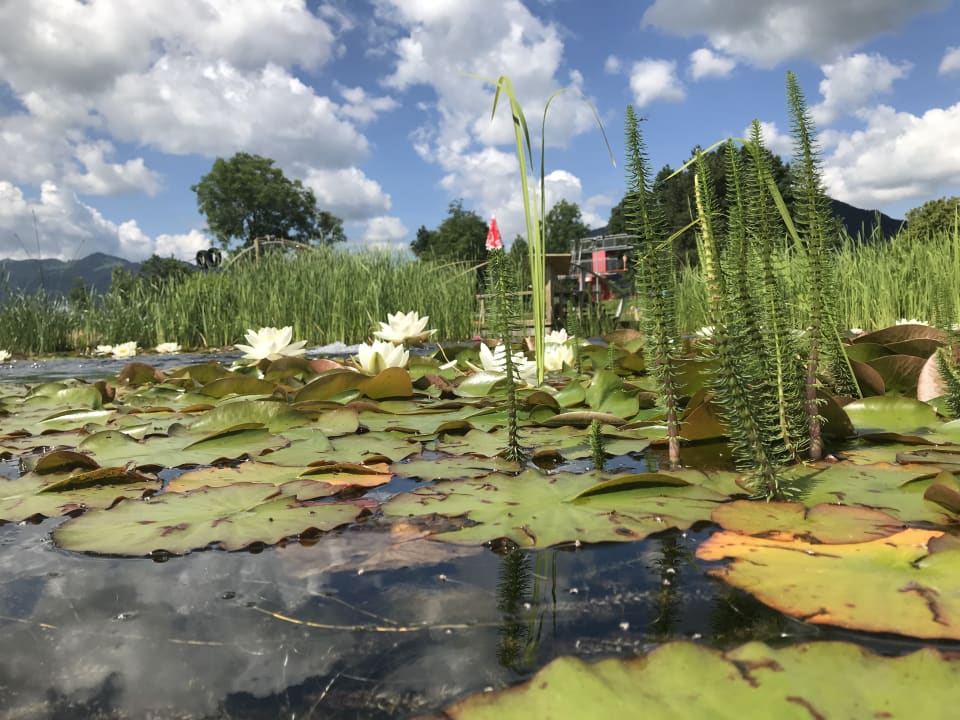 Gartenanlage Vitalpark Blaichach Burgberg