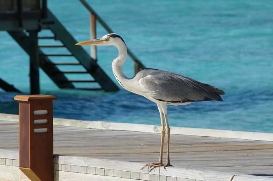 Inselreiher  Veligandu Maldives Resort Island