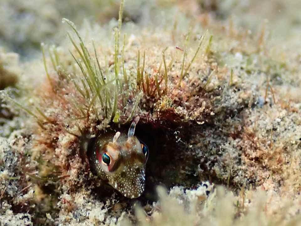 Sport & Freizeit Shams Alam Beach Resort