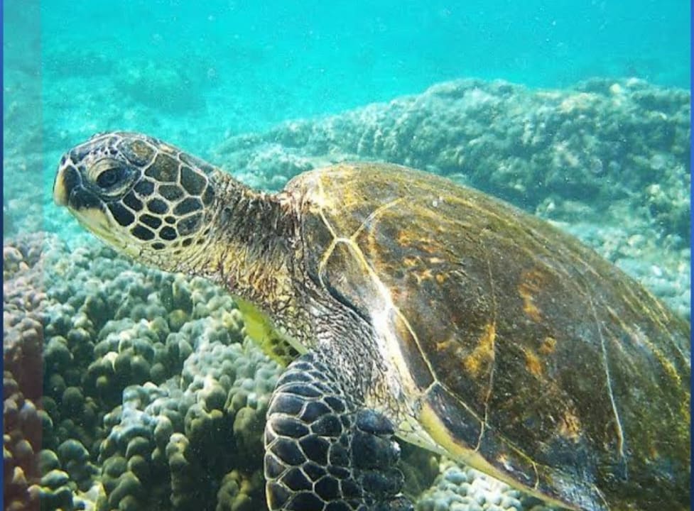 Strand Steigenberger Coraya Beach - Adults only