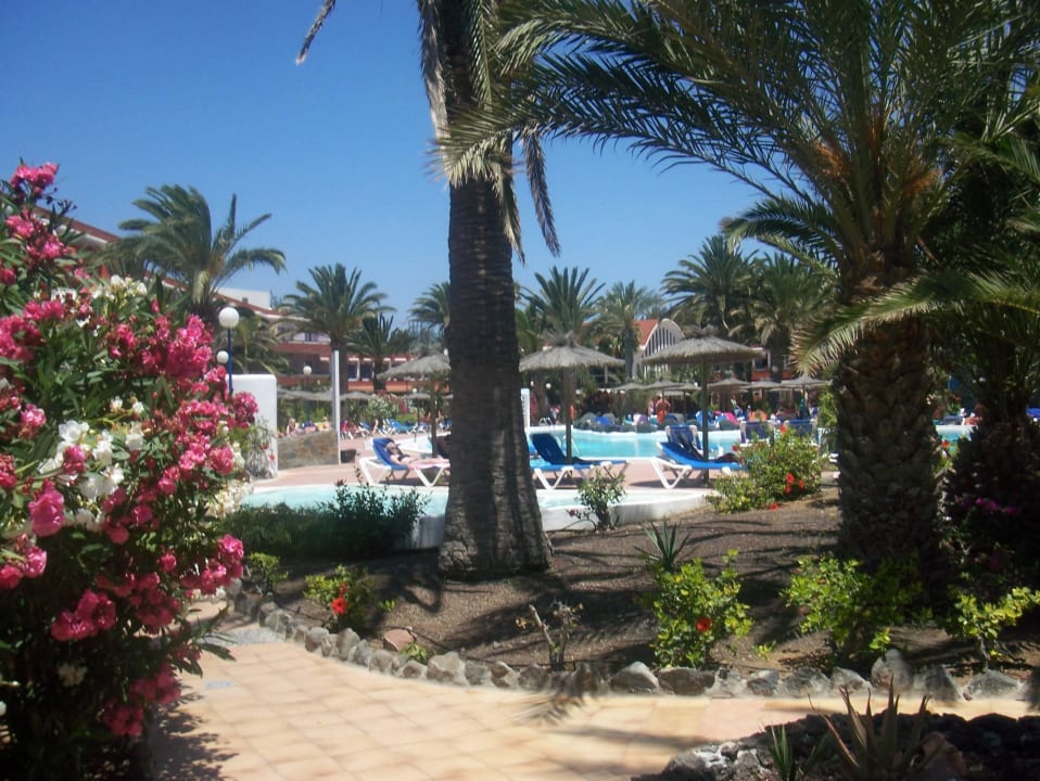 Überall Grün SBH Fuerteventura Playa