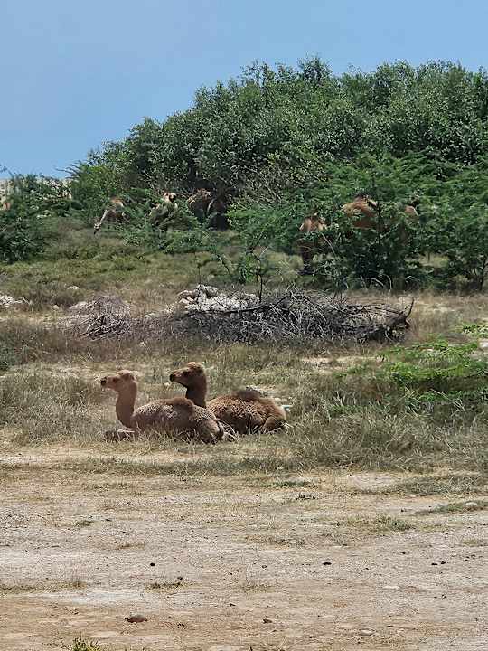 Außenansicht Hilton Salalah  Resort