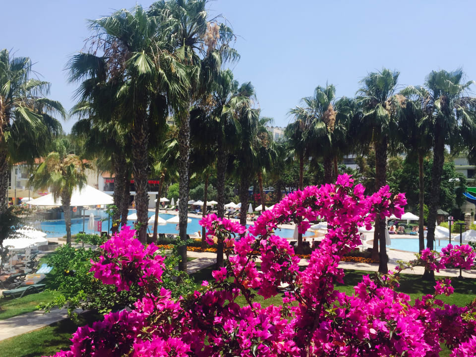 Gartenanlage Arum Barut Collection