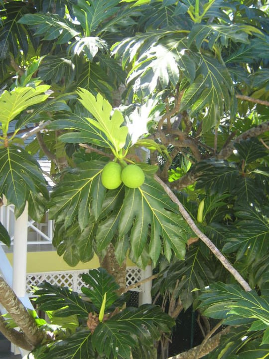 Breadfruitbaum Merril's Beach Resort