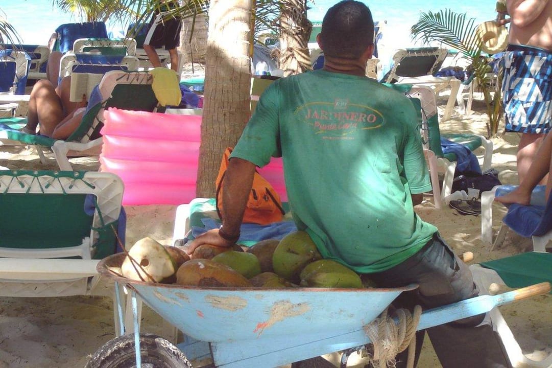 Kokosy na plaży Hotel Riu Palace Punta Cana