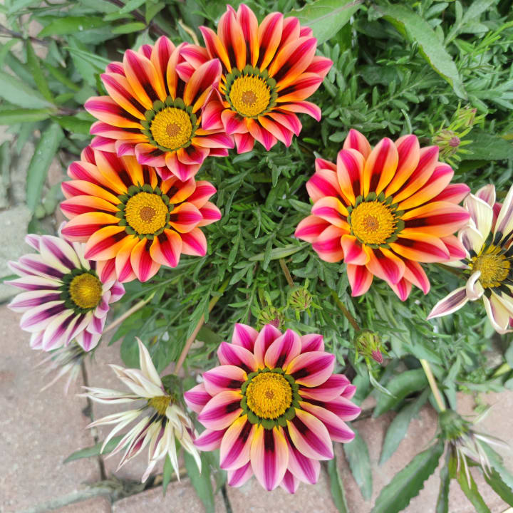 Gartenanlage Alaiye Resort & Spa