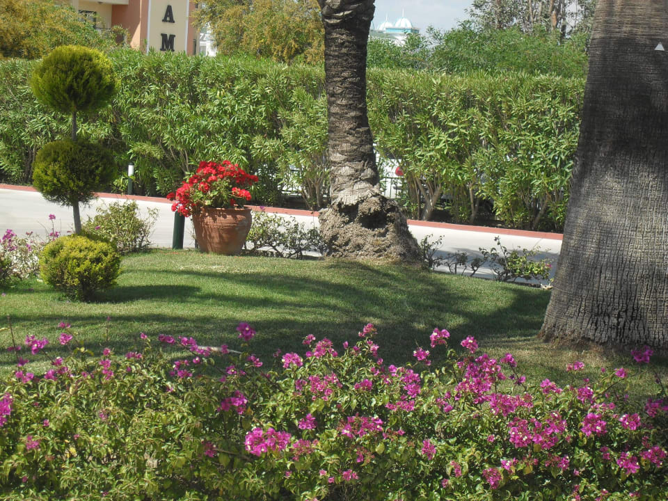Garten am Eingang Hotel Miramare Beach