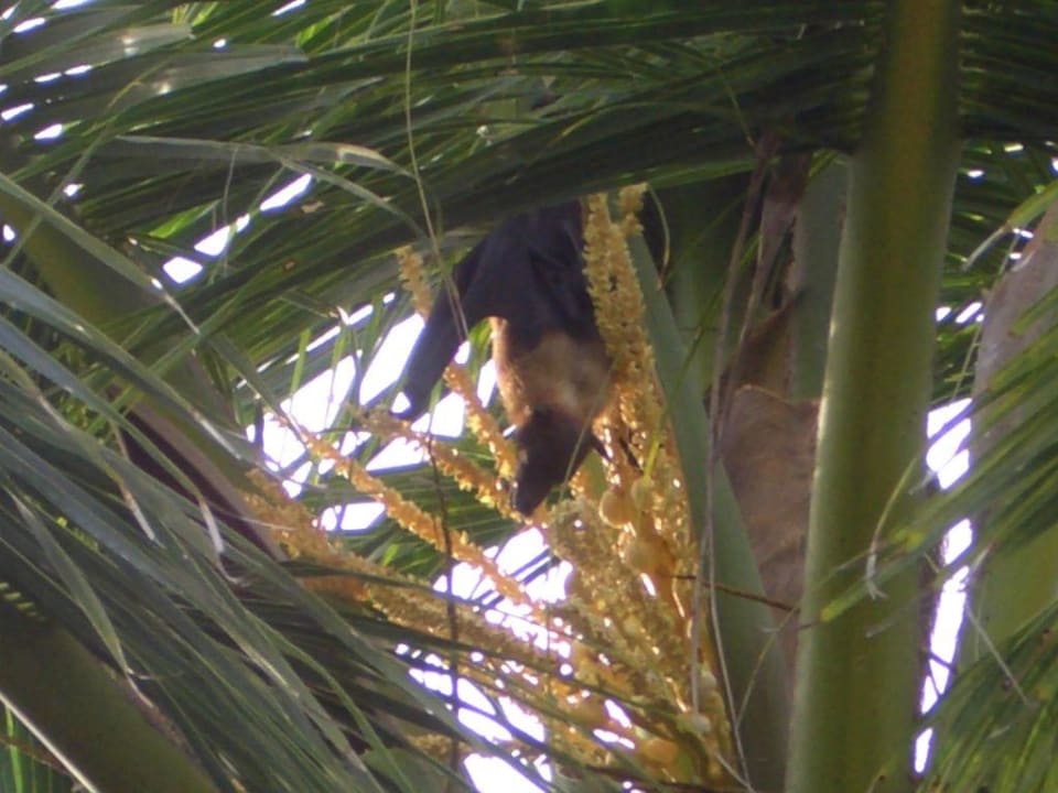 Hängend Summer Island Maldives