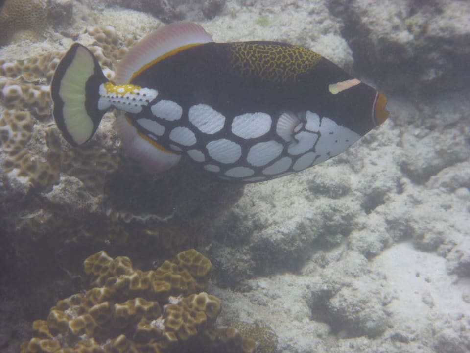 Hausriff Vilamendhoo Island Resort & Spa